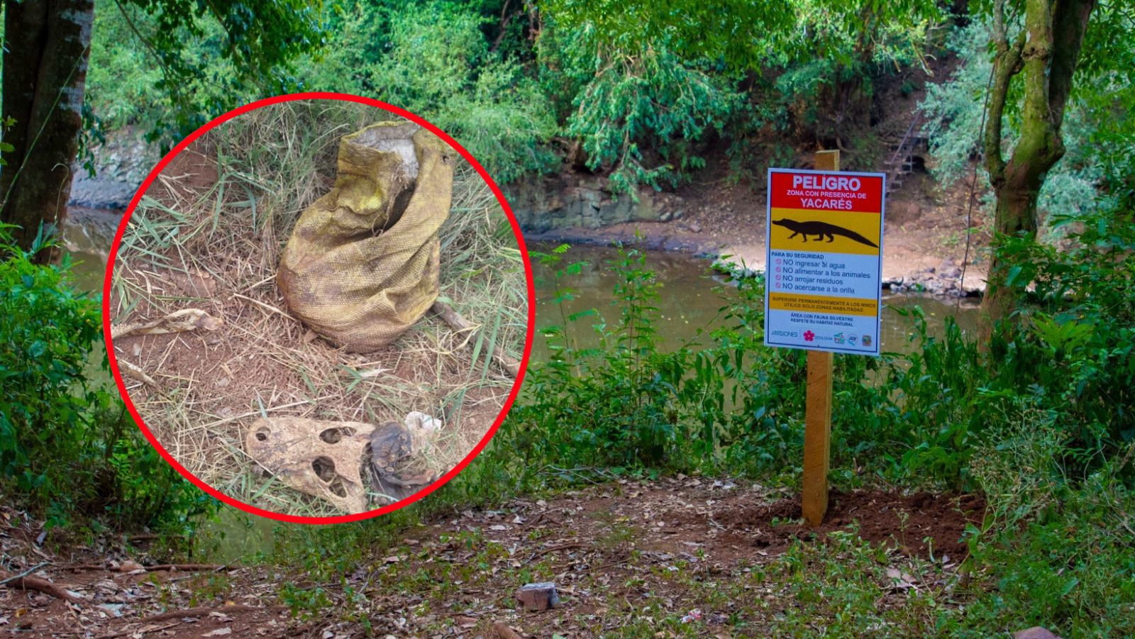 Cazaron un yacaré en 25 de Mayo y Ecología abrió una investigación