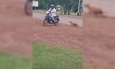arrastró perro san ignacio