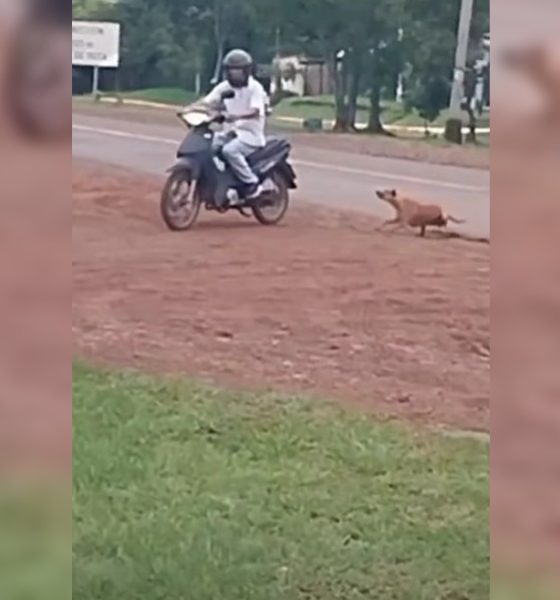 arrastró perro san ignacio