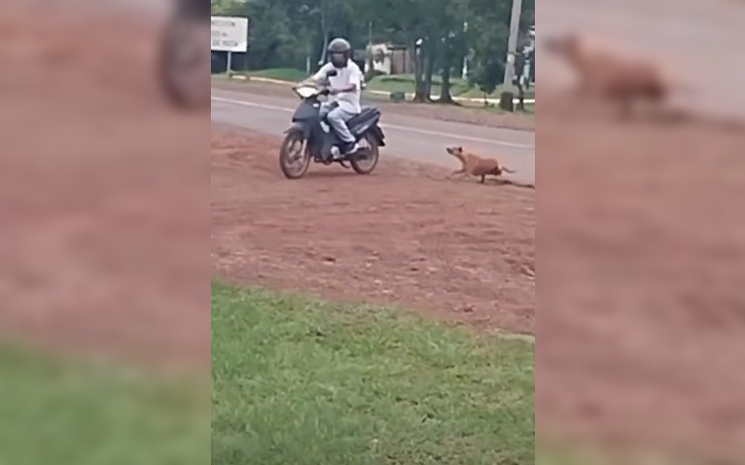 arrastró perro san ignacio