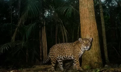 Instalan 250 cámaras para monitoreo de yaguaretés en Argentina y Brasil