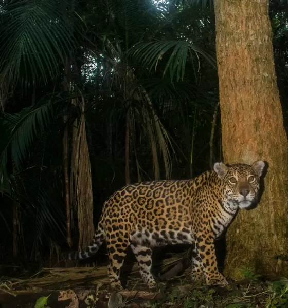 Instalan 250 cámaras para monitoreo de yaguaretés en Argentina y Brasil