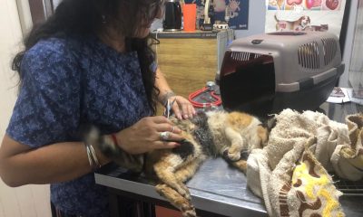 Buscan familia para Esperanza, una gata rescatada que se salvó de “milagro”