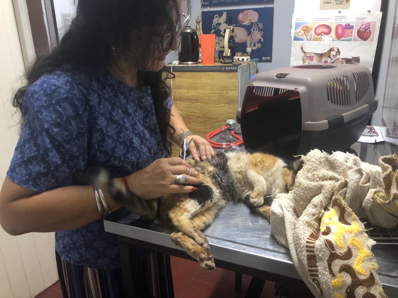 Buscan familia para Esperanza, una gata rescatada que se salvó de “milagro”