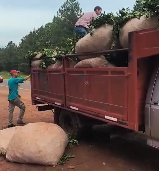 yerba cortes de ruta