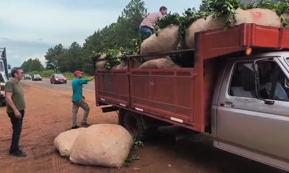 yerba cortes de ruta