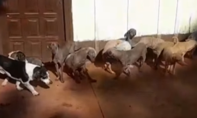 Ofrecen $1 millón de recompensa por datos sobre perros desaparecidos en Guaraní