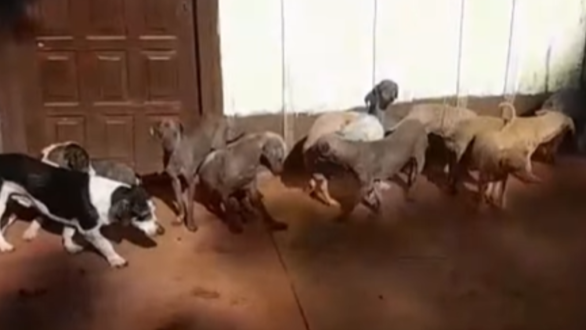 Ofrecen $1 millón de recompensa por datos sobre perros desaparecidos en Guaraní