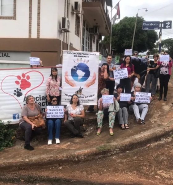 Guaraní: proteccionistas serán querellantes en causa por perros desaparecidos