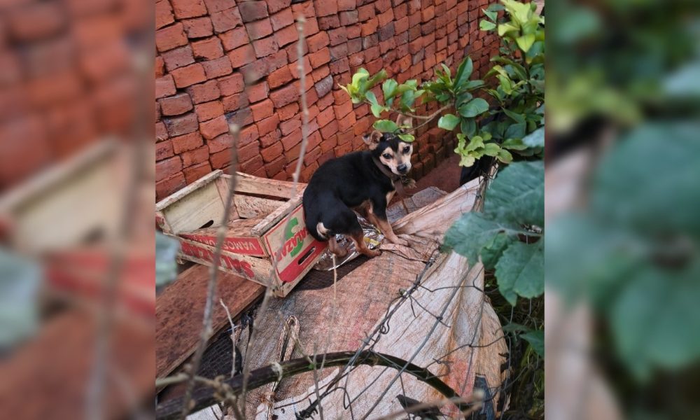 Ubicaron a 12 de los 23 perros denunciados como desaparecidos en Guaraní imagen-5