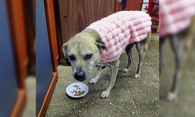 Buscan a China, perrita comunitaria del campus de la Unam que desapareció