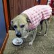 Buscan a China, perrita comunitaria del campus de la Unam que desapareció