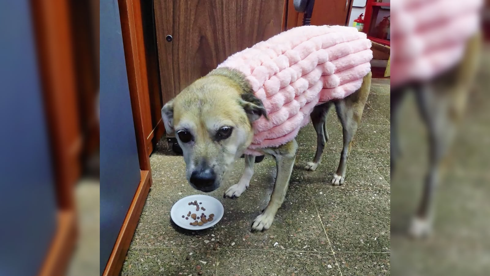 Buscan a China, perrita comunitaria del campus de la Unam que desapareció