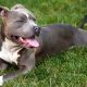 Mesa interdisciplinaria y amparo judicial contra la ley de perros peligrosos
