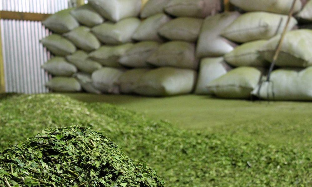 yerba mate india
