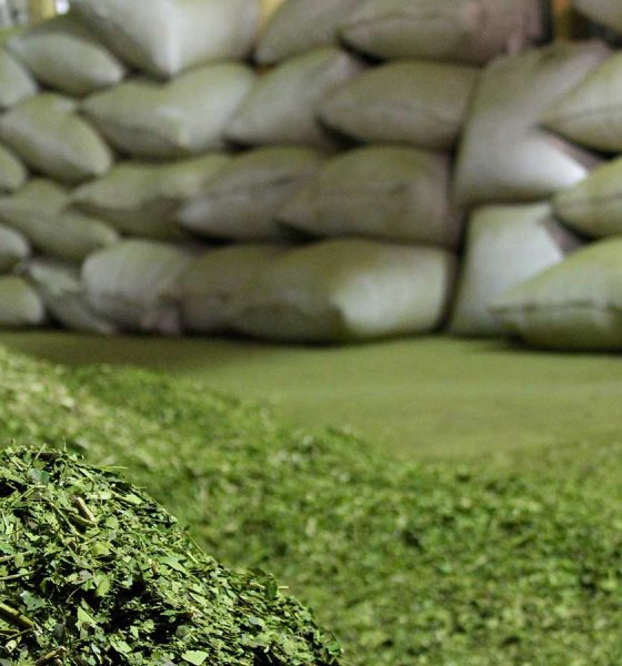 yerba mate india