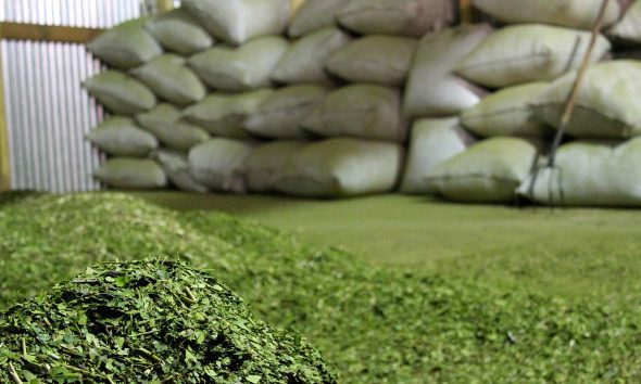 yerba mate india