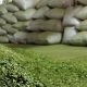 yerba mate india