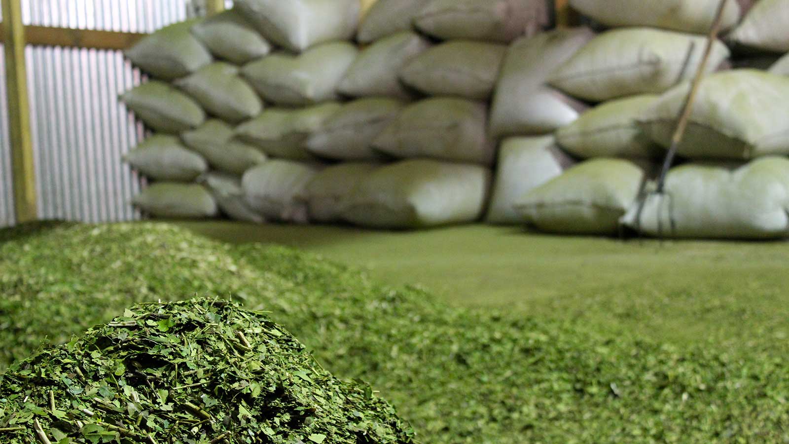 yerba mate india