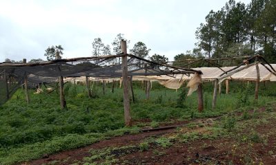 La prevención es clave para reducir el impacto de El Niño en las chacras