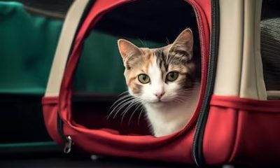 Aprueban ordenanza para trasladar mascotas en los colectivos de Posadas
