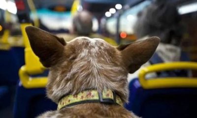 Aprueban ordenanza para trasladar mascotas en los colectivos de Posadas