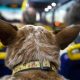 Aprueban ordenanza para trasladar mascotas en los colectivos de Posadas